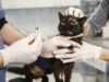 Berikut Jenis-Jenis dan Biaya Vaksin Kucing
