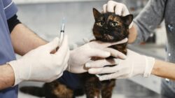 Berikut Jenis-Jenis dan Biaya Vaksin Kucing