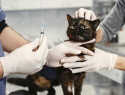 Berikut Jenis-Jenis dan Biaya Vaksin Kucing