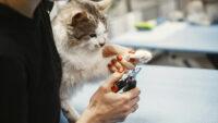 Tips Memotong Kuku Kucing Tanpa Drama