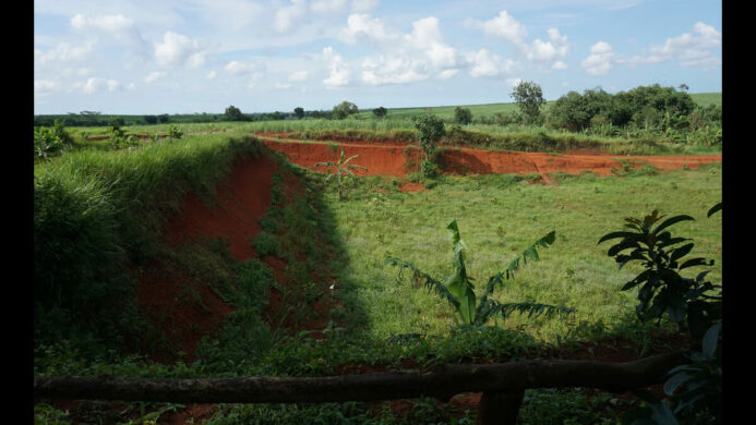 Ilustrasi Berita (Sumber: LindungiHutan)