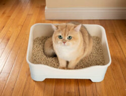 Pilihan Jenis Pasir Kucing Tidak Berdebu