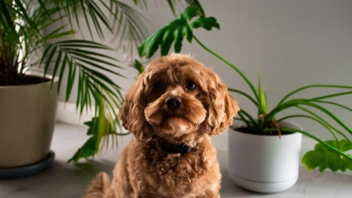 Lokasi Penempatan Underpad Anjing