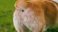 Solusi Mengatasi Ruam Popok Pada Anjing