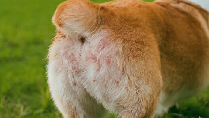 Solusi Mengatasi Ruam Popok Pada Anjing