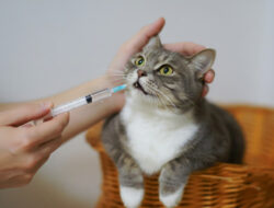 Cara Mudah Memberikan Obat Kepada Kucing