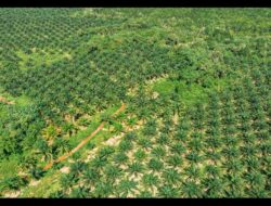 Planting Naturals Digitalisasi 7.224 Petani dalam Rantai Pasok Minyak Sawit Organik Bersertifikasi RSPO Pertama di Sierra Leone