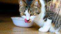 Berikut Tanda Wet Food Kucing Sudah Tidak Layak Dikonsumsi