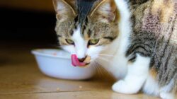 Berikut Tanda Wet Food Kucing Sudah Tidak Layak Dikonsumsi