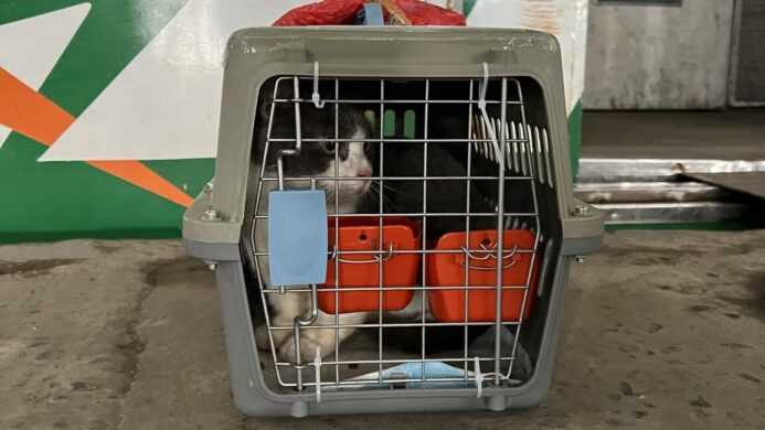 KAI Logistik Kirim Lebih dari 5 200 Hewan Peliharaan selama Periode Nataru 20252026