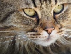 Cara Membersihkan Mata Kucing Tanpa Drama