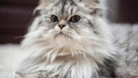 Tips Memilih Kandungan Shampo Kucing Untuk Kesehatan Bulu