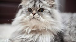 Tips Memilih Kandungan Shampo Kucing Untuk Kesehatan Bulu