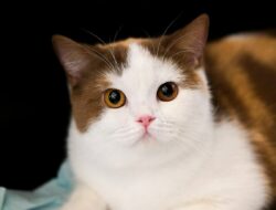 Imlek Dimulai Dengan Cara yang Lebih Meowgic di Grand Galaxy Park Bekasi