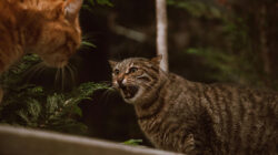 Tips Menangani Kucing Berantem di Rumah