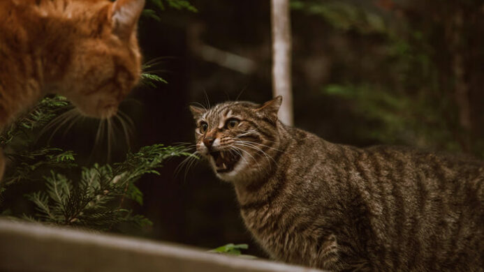 Tips Menangani Kucing Berantem di Rumah
