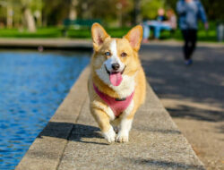 Berikut Karakteristik Anjing Corgi yang Menggemaskan