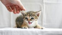 Panduan dan Rekomendasi Makanan Basah untuk Anak Kucing