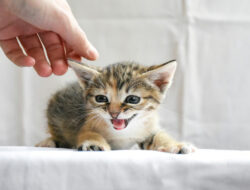 Panduan dan Rekomendasi Makanan Basah untuk Anak Kucing