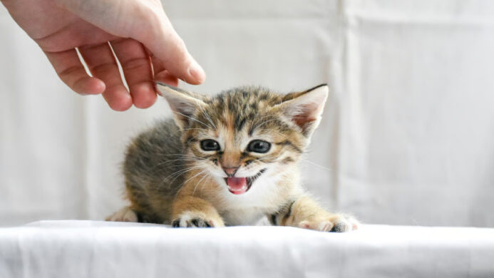 Ilustrasi Berita (Sumber: Unicharm Pet Indonesia)