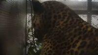 Macan Tutul Masuk Kampung dan Lukai 2 Warga di Bandung