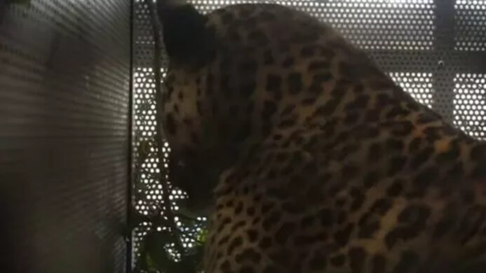 macan tutul dari Gunung Rakutak