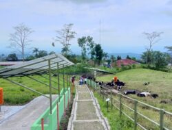 Wisata dan Edukasi Ternak Sapi di Mini Ranch SAPEBRE Baturraden