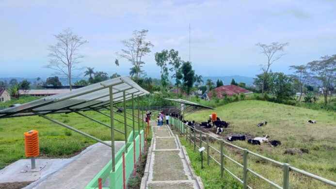 Melihat dari dekat perawatan sapi di Mini Ranch SAPEBRE Baturraden (Foto Asep)