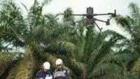 Teknologi LiDAR Zenmuse L3: Pemetaan Presisi di Area Perkebunan Berkanopi Lebat