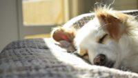 5 Hotel Pet Friendly di Jakarta Cocok untuk Staycation Bareng Anabul