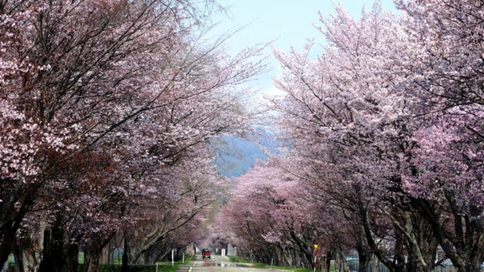 Rekomendasi Event Lari Maraton & Jalan Santai di Hokkaido (1)