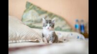 Usia Ideal Untuk Kitten Mulai Mencerna Makanan
