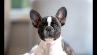 Tips Persiapan Adopsi Anjing Jenis French Bulldog