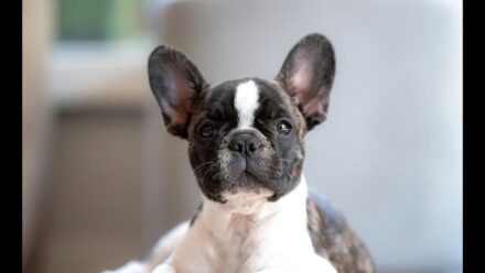 Tips Persiapan Adopsi Anjing Jenis French Bulldog