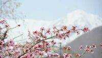 Keajaiban Salju dan Sakura di Otari Nagano