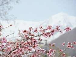 Keajaiban Salju dan Sakura di Otari Nagano