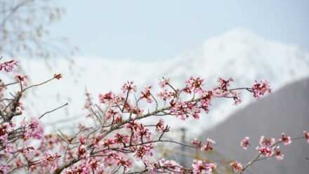 Keajaiban Salju dan Sakura di Otari Nagano