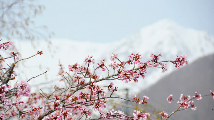 Otari Village Tourism Federation