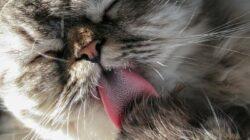 Fakta dan Fungsi Lidah Kucing Terasa Kasar