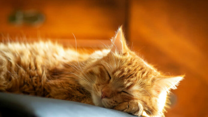 Unicharm Pet Indonesia