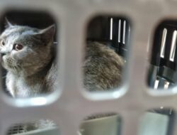 Memasuki Arus Mudik Lebaran, Pengiriman Hewan Peliharaan Via KAI Logistik Meningkat