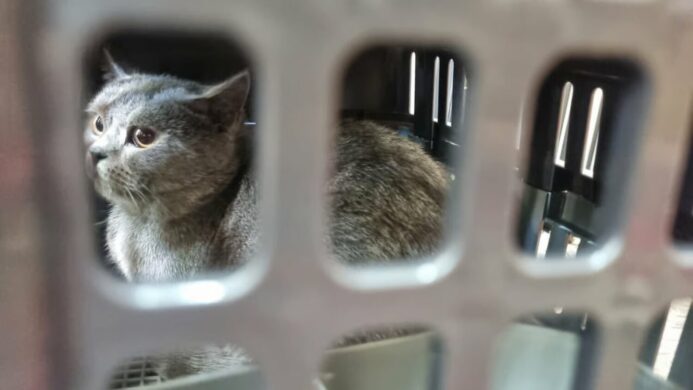 Memasuki Arus Mudik Lebaran Pengiriman Hewan Peliharaan Via KAI Logistik Meningkat