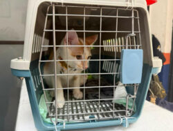 KAI Logistik Catat 13.435 Pengiriman Hewan Saat Ramadan – IdulFitri