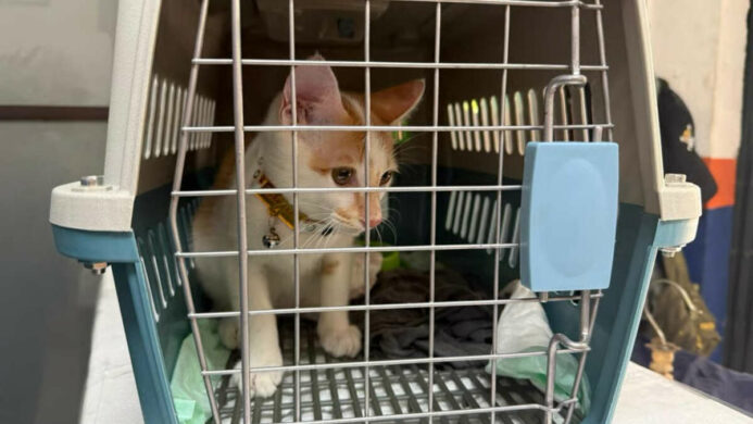 Mudik Bersama Hewan Peliharaan Kian Jadi Pilihan KAI Logistik Catat 13 435 Pengiriman Hewan Peliharaan Selama Ramadan IdulFitri