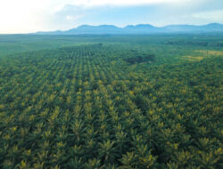 Gangguan Premanisme di Perkebunan Sawit Ancaman Nyata bagi Ketahanan Energi Nasional.