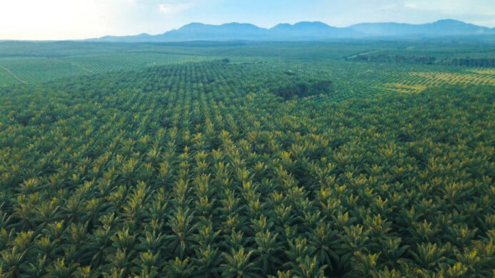 Gangguan Premanisme di Perkebunan Sawit Ancaman Nyata bagi Ketahanan Energi Nasional (1)