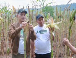 Ansor Cilacap Panen Jagung Varietas Unggul Sumo Sakti