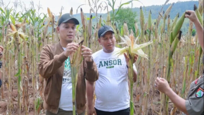 Ansor Cilacap Panen Jagung Varietas Unggul Sumo Sakti