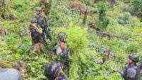Jenderal Lucky Avianto Turun Gunung Hancurkan Ladang Ganja Di Pedalaman Rimba, Paska ‘Dilegalkan’ OPM Papua