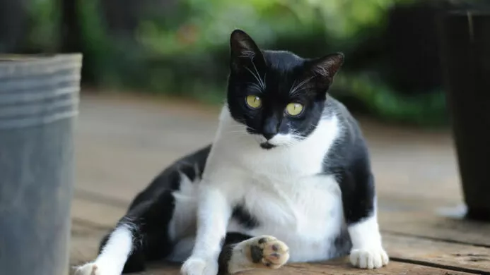 Penyebab Perut Kucing Membesar